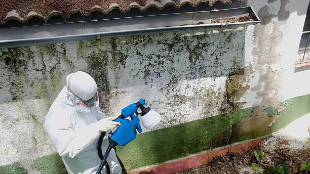 Trusted Black Mold Removal service in Kingston, NY - Cheap Mold Removal
